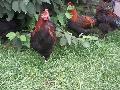 Marans nvendkek(fekete rezes)